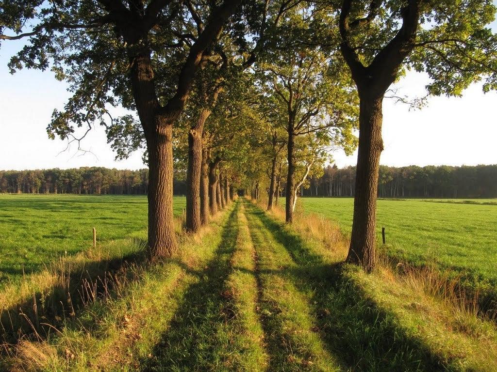 Stal Zwartschaap Leilighet Stuifzand Rom bilde